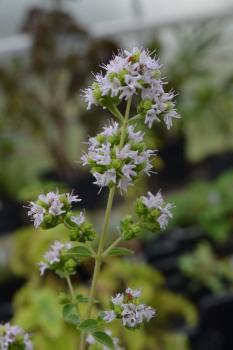 Oregano, Italienischer (Pflanze)